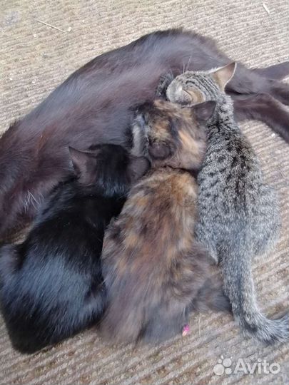 Котята в добрые руки бесплатно