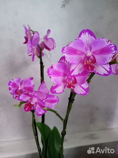 Орхидея фаленопсис бабочка