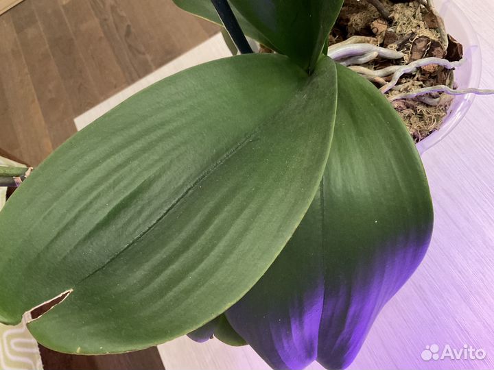 Королевская орхидея