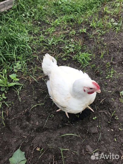 Цыплята-бройлеры