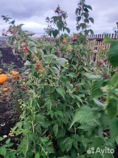 Саженцы малины