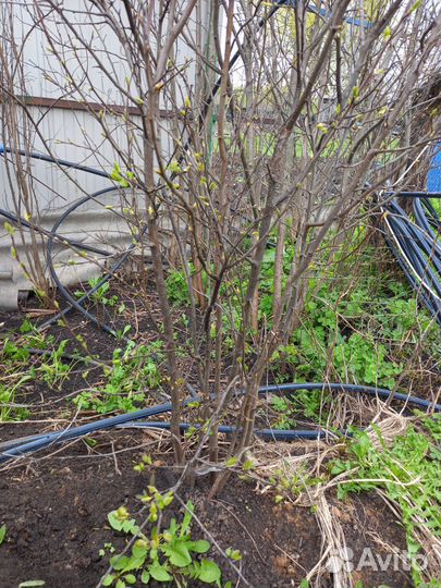 Слива Жёлтая крупноплодная