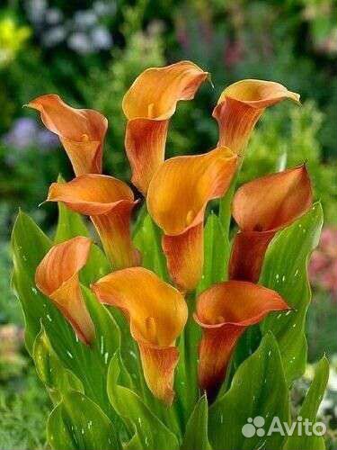 Калла Пэшн (Passion)