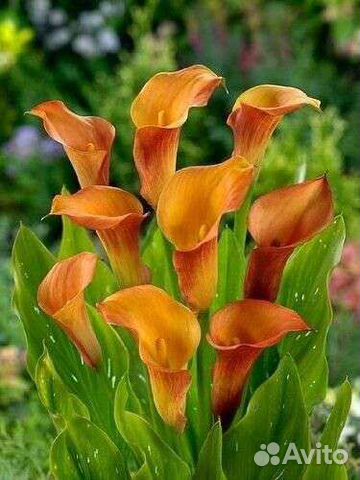 Калла Пэшн (Passion)