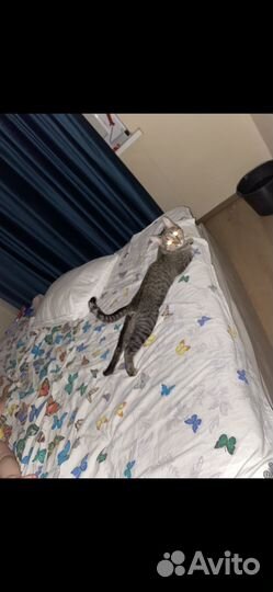Отдаю в добрые руки Кошку