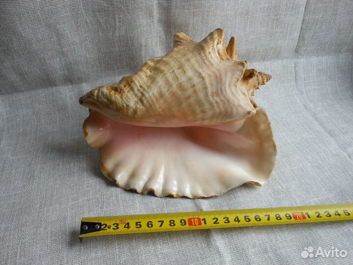 Ракушка интерьерная