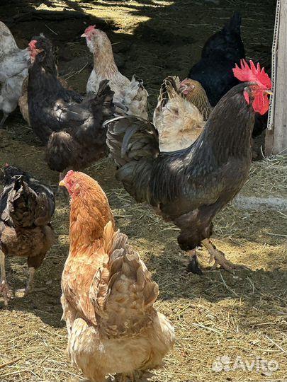 Куры несушки