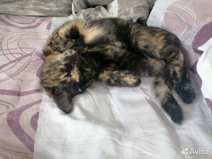 Котенок девочка