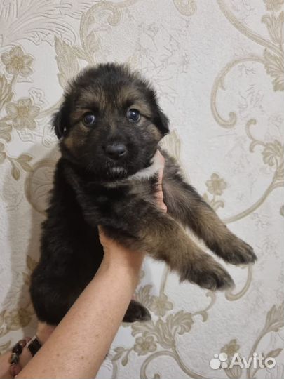 Щенки ищут хозяев