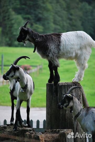 Козы дойные молочные. Есть молодняк