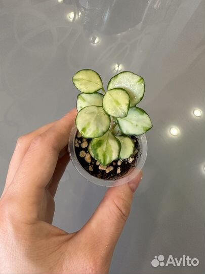 Хойя хешкелиана