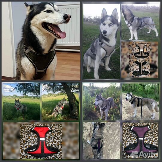 Ездовые, прогулочные, унив-ые, грузовые шлейки