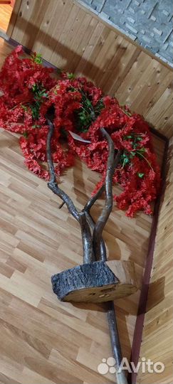 Декоративные деревья