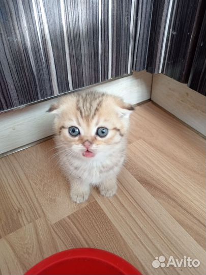Золотой котик