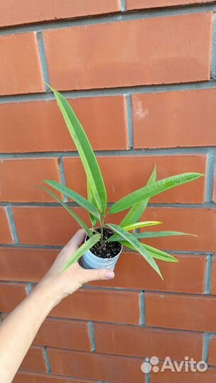 Много интересных растений