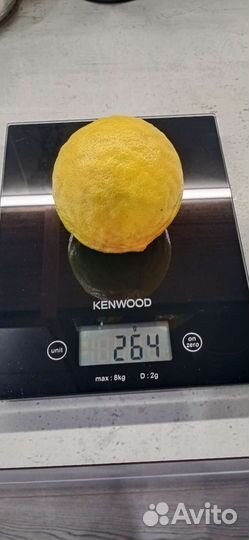 Лимон (плодоносящий черенок)