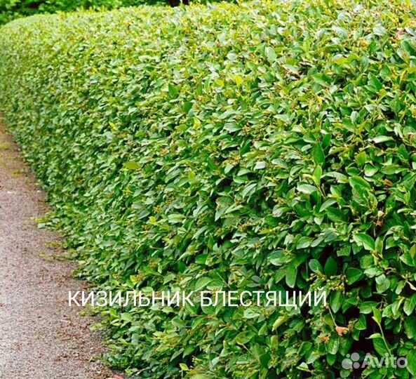 Растения для живой изгороди