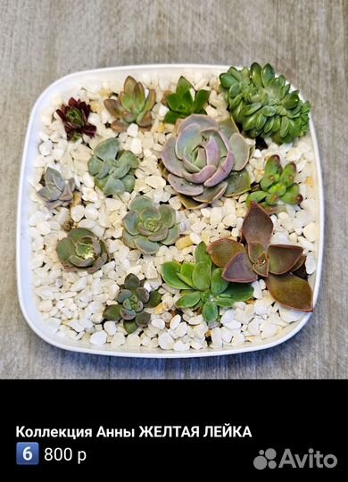 Суккуленты букет