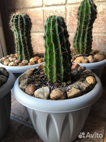 Шикарные, цветущие молодые Кактусы