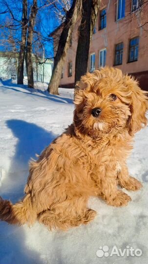 Милашка кавапу