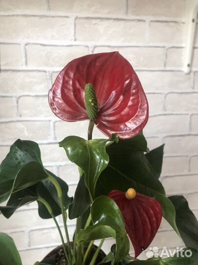 Антуриум Felicita