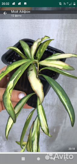 Комнатные растения