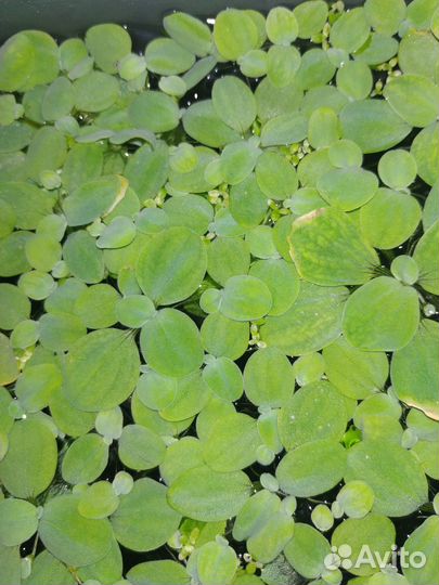 Аквариумные растения набор