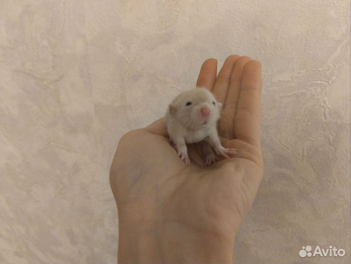 Крысы Дамбо