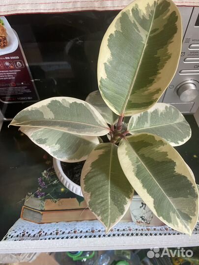 Фикус Эластика Тинеке