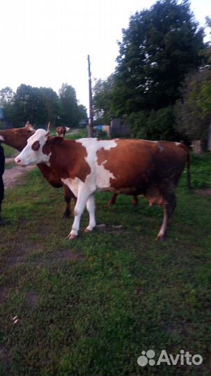 Корова стельная дойная