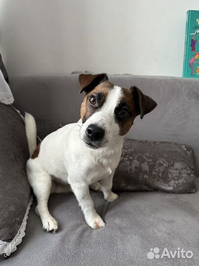 Передержка маленьких собак