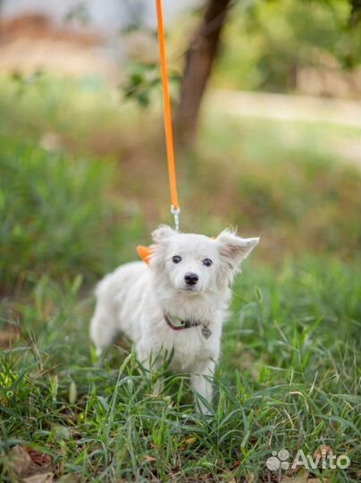 Маленькая собачка в добрые руки