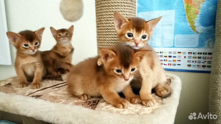Абисинские котята