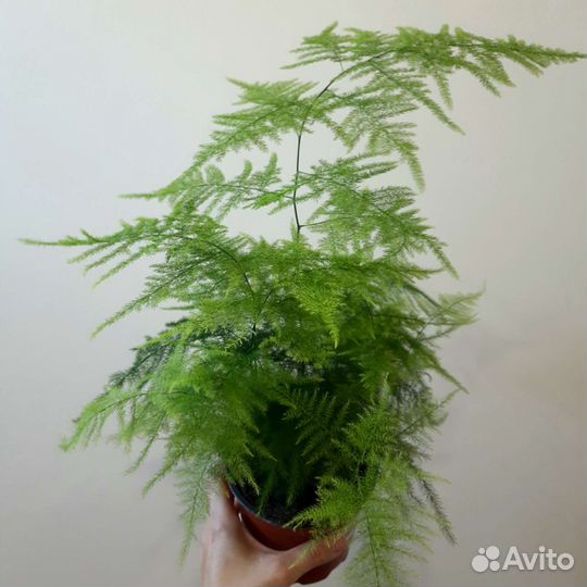 Аспарагус Сетацеус