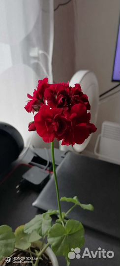 Плющелистная пеларгония