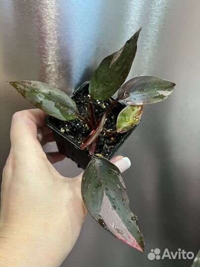 Филодендрон Розовая принцесса