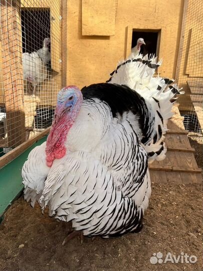 Органические удобрения