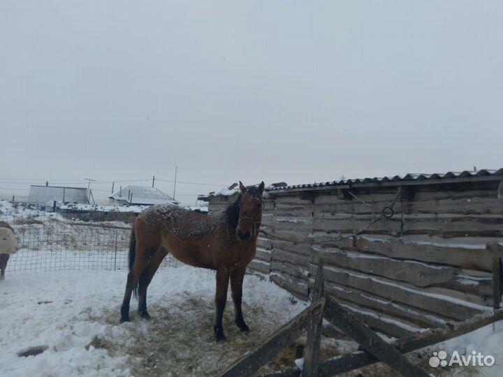 Лошадь жеребец