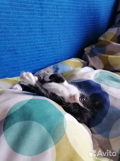 Отдам даром в надёжные,добрые,ответственные руки