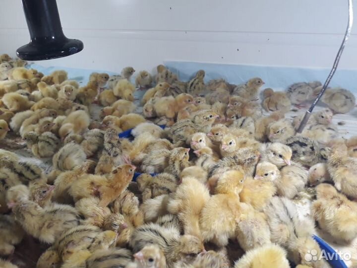 Суточные перепелята Техасский Белый,Феникс Золото