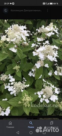 Гортензия метельчатая черенки