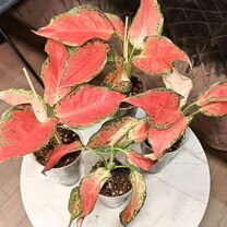 Аглаонема Фул Рэд