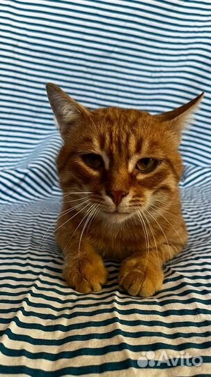 Кот молодой