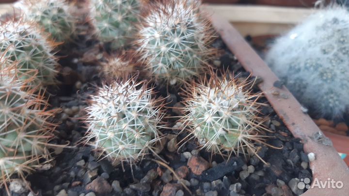 Кактусы, излишки коллекции