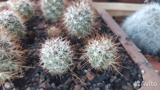 Кактусы, излишки коллекции