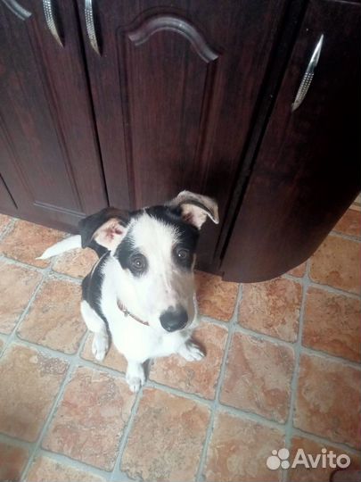 Пёс ищет дом