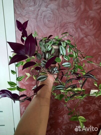 Традесканция