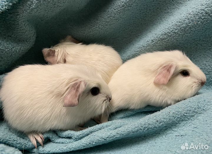 Породистые морские свинки тедди мальчик