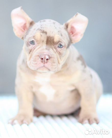 Щенки American Bully. Щенки Американского Булли