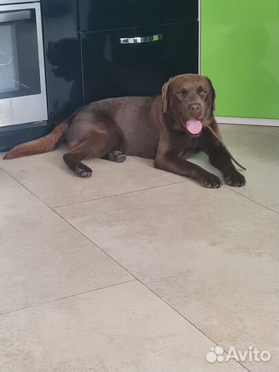 Вязка лабрадор